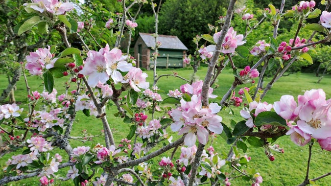 Apple blossom on a tree with a small brick building in the background